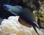 Blackfin Dartfish, Scissortail Glavače