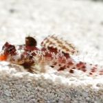 Scooter Rouge Dragonet