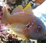 Clown Goby Brown