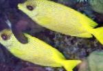 Photo Indonesian coral rabbitfish, Yellow