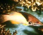 Coral Hogfish, Mesothorax hogfish