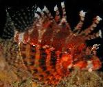 Izplūdušo Punduris Lion Fish