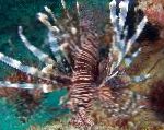 Russell's Lion Fish