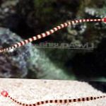 Pipefish Banded