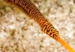 Żółty Multibanded Pipefish (Wiele Banded Pipefish)