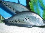Knifefish Clovn