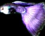 照 孔雀鱼, 紫