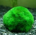 Japanese Moss Ball