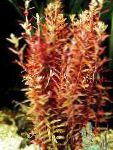 Photo Rotala indica, Red 