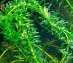 Waterweed Жапырақты