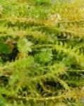Канадалық Waterweed (Су Оба)