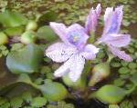 Photo Water hyacinth, Green 