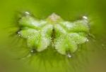 foto Ricciocarpus Natans, Groen mossen