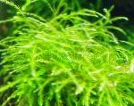 Mini Taiwan Moss