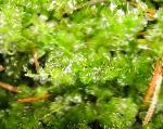 Photo Mini-Perlenmoos, Green mosses
