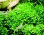 Photo Plagiomnium Trichomanes, Green mosses
