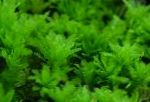 Фото Плагіомніум Хвилястий, Зелений мохи