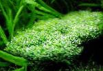 Photo Riccia sp. dwarf, Green mosses