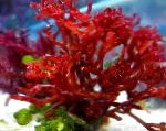 Photo Red algae, Red 
