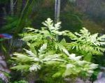 Photo Water wisteria, Green 