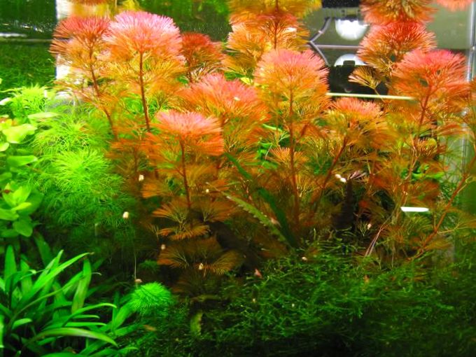 Red Cabomba Piauhyensis Furcata Fanwort Bunch Live Aquarium Plants BUY2GET1FREE 