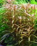 Photo Ammannia gracilis, Red 