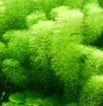 Photo Limnophila aquatica, Green 