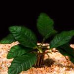 fénykép Anubias Coffeefolia, zöld 