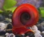 Photo Ramshorn Snail, red Clam
