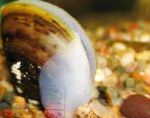 Photo Freshwater Clam, beige 