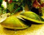 Photo Freshwater Clam, green 