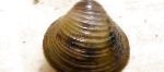 Photo Freshwater Clam, brown 