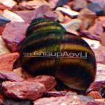 Photo Japanese Trapdoor Snail (Pond), brown Clam