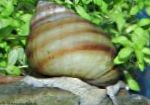 Photo Japanese Trapdoor Snail (Pond), beige Clam