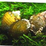 Photo Hairly Snail, yellow Clam