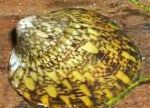Photo Abalone Snail, yellow Clam