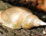 Photo Great Pond Snail, beige Clam