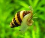Photo Assassin Snail, Snail-Eating Snail, striped Clam