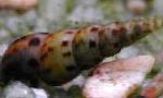 Photo Malaysian Trumpet Snails, beige Clam