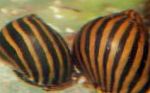 Photo Zebra Snail, striped Clam