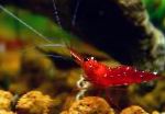Photo Cardinal Shrimp, red 