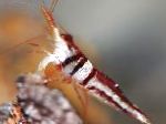 Photo Harlequin Shrimp, red 