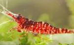 Photo Brown Camo Shrimp, red 