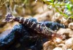 Photo Matano Tiger Shrimp, Six Banded Blue Bee, black 