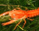 Photo Mexican Dwarf Orange Crayfish, red 