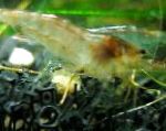 Photo Dwarf Aquarium Shrimp, brown 