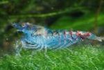 Photo Blue Pearl Shrimp, blue 