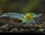 Photo Nectarine Shrimp, Marbled Dwarf Shrimp, Redback Shrimp, blue 