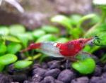 Photo Rili Shrimp, red 