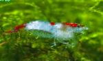 Photo Rili Shrimp, blue 